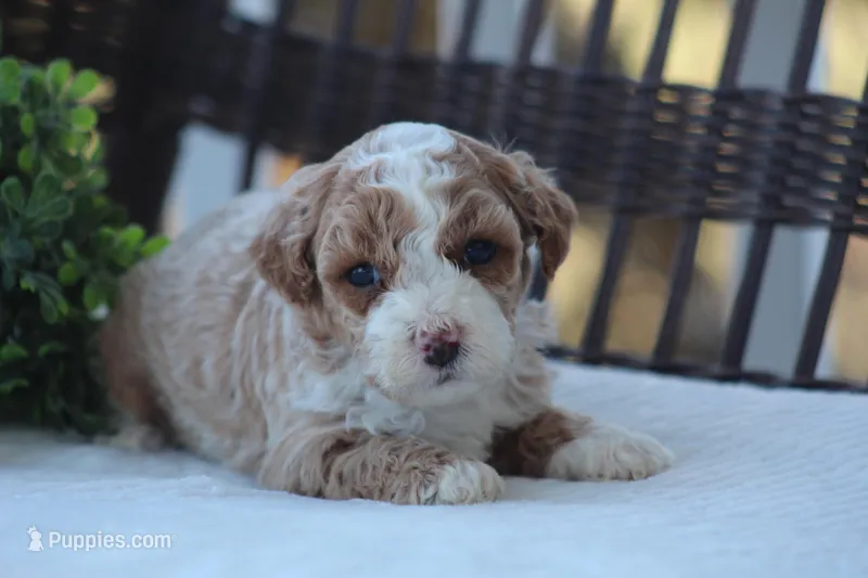 Milo – Bichon Frise, Poodle - Miniature  puppy for sale in Carlisle, PA