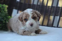 Milo, a male Bichon Frise and Poodle - Miniature  for sale in Carlisle, PA – Photo 1 of 7