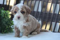 Milo, a male Bichon Frise and Poodle - Miniature  for sale in Carlisle, PA – Photo 2 of 7