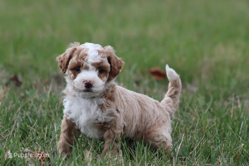 Milo – Bichon Frise, Poodle - Miniature  puppy for sale in Carlisle, PA