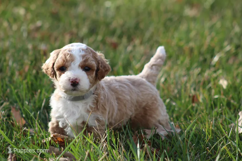 Milo – Bichon Frise, Poodle - Miniature  puppy for sale in Carlisle, PA