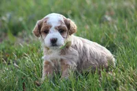 Milo, a male Bichon Frise and Poodle - Miniature  for sale in Carlisle, PA – Photo 5 of 7