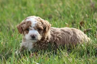 Asher, a male Bichon Frise and Poodle - Miniature  for sale in Carlisle, PA – Photo 5 of 8