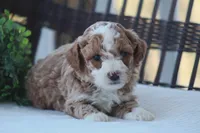 Asher, a male Bichon Frise and Poodle - Miniature  for sale in Carlisle, PA – Photo 2 of 8