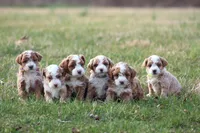 Asher, a male Bichon Frise and Poodle - Miniature  for sale in Carlisle, PA – Photo 7 of 8