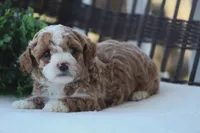 Asher, a male Bichon Frise and Poodle - Miniature  for sale in Carlisle, PA – Photo 3 of 8