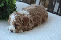 Asher, a male Bichon Frise and Poodle - Miniature  for sale in Carlisle, PA – Photo 4 of 8