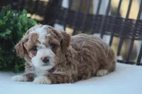 Asher, a male Bichon Frise and Poodle - Miniature  for sale in Carlisle, PA – Photo 1 of 8