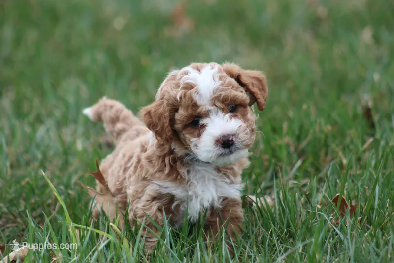 Asher – Bichon Frise, Poodle - Miniature  puppy for sale in Carlisle, PA