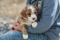 Asher, a male Bichon Frise and Poodle - Miniature  for sale in Carlisle, PA – Photo 6 of 8