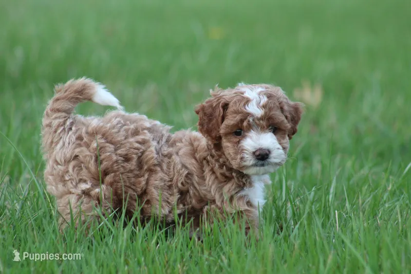 Bailey – Bichon Frise, Poodle - Miniature  puppy for sale in Carlisle, PA