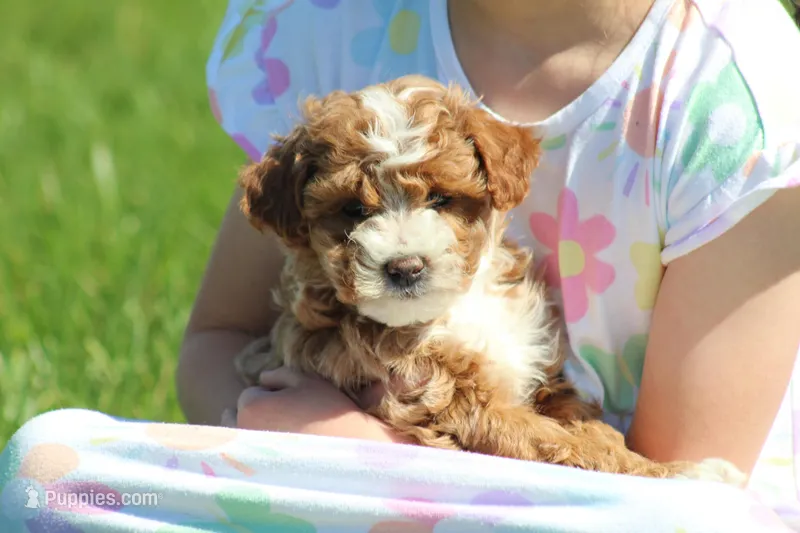 Bailey – Bichon Frise, Poodle - Miniature  puppy for sale in Carlisle, PA