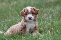 Bailey, a female Bichon Frise and Poodle - Miniature  for sale in Carlisle, PA – Photo 3 of 5