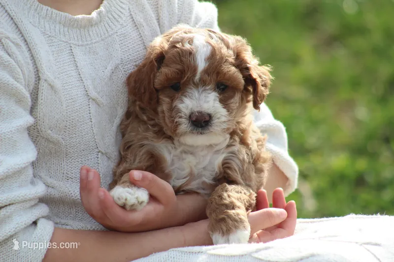 Bailey – Bichon Frise, Poodle - Miniature  puppy for sale in Carlisle, PA