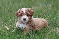 Bailey, a female Bichon Frise and Poodle - Miniature  for sale in Carlisle, PA – Photo 2 of 5