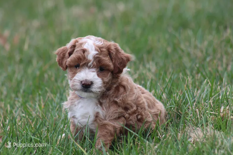 Bailey – Bichon Frise, Poodle - Miniature  puppy for sale in Carlisle, PA