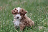 Bailey, a female Bichon Frise and Poodle - Miniature  for sale in Carlisle, PA – Photo 1 of 5