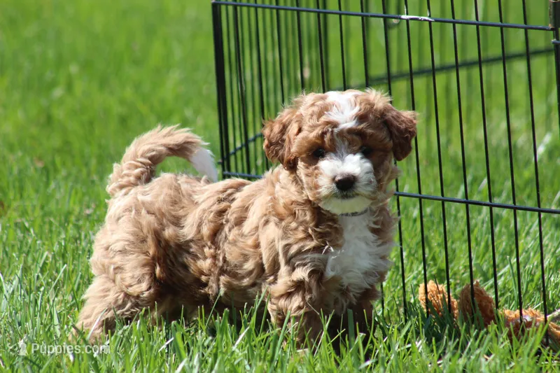Bailey – Bichon Frise, Poodle - Miniature  puppy for sale in Carlisle, PA