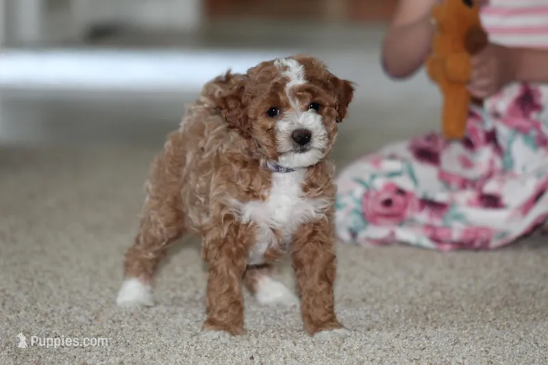 Bailey – Bichon Frise, Poodle - Miniature  puppy for sale in Carlisle, PA