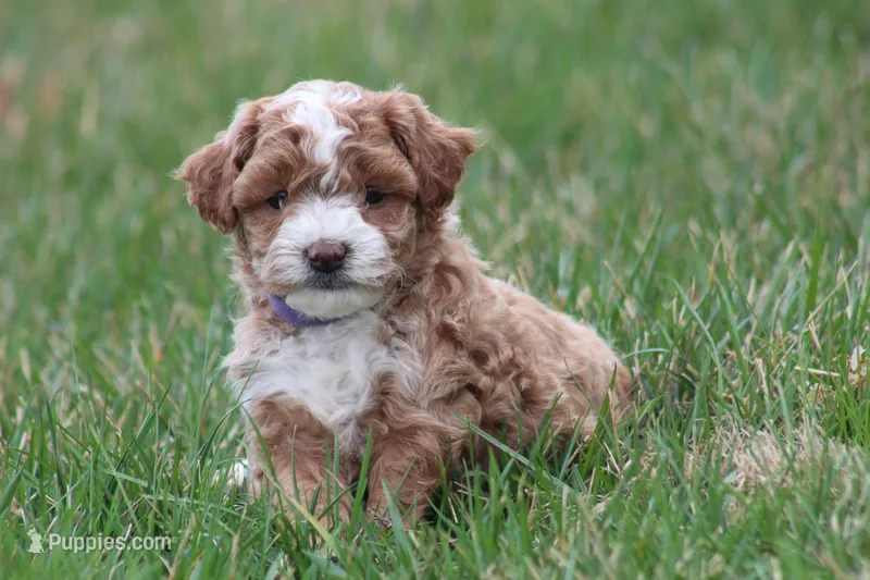 Bailey – Bichon Frise, Poodle - Miniature  puppy for sale in Carlisle, PA