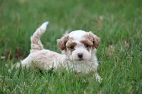 Ryder, a male Bichon Frise and Poodle - Miniature  for sale in Carlisle, PA – Photo 2 of 4