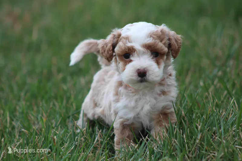 Ryder – Bichon Frise, Poodle - Miniature  puppy for sale in Carlisle, PA