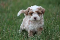 Ryder, a male Bichon Frise and Poodle - Miniature  for sale in Carlisle, PA – Photo 1 of 4