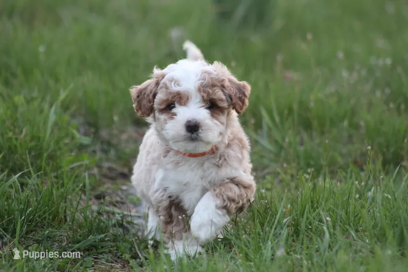 Ryder – Bichon Frise, Poodle - Miniature  puppy for sale in Carlisle, PA