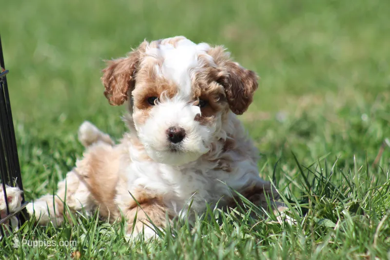 Ryder – Bichon Frise, Poodle - Miniature  puppy for sale in Carlisle, PA