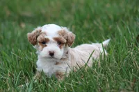 Ryder, a male Bichon Frise and Poodle - Miniature  for sale in Carlisle, PA – Photo 3 of 4