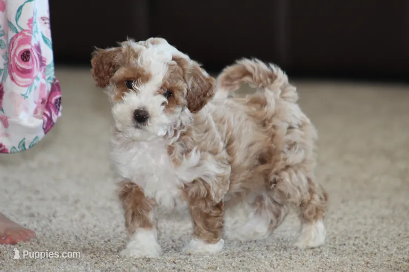 Ryder – Bichon Frise, Poodle - Miniature  puppy for sale in Carlisle, PA