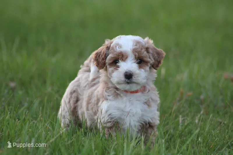 Ryder – Bichon Frise, Poodle - Miniature  puppy for sale in Carlisle, PA