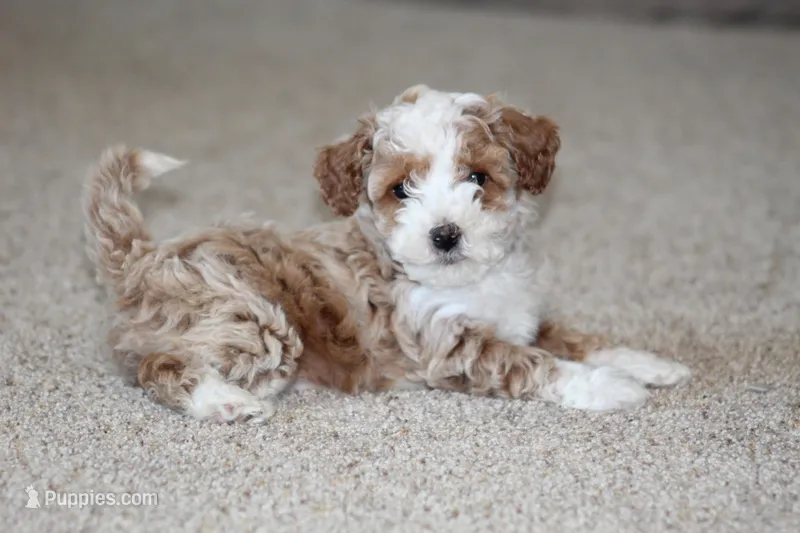 Ryder – Bichon Frise, Poodle - Miniature  puppy for sale in Carlisle, PA