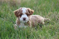 Finn, a male Bichon Frise and Poodle - Miniature  for sale in Carlisle, PA – Photo 5 of 9