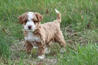 Finn, a male Bichon Frise and Poodle - Miniature  for sale in Carlisle, PA – Photo 1 of 9