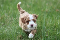 Finn, a male Bichon Frise and Poodle - Miniature  for sale in Carlisle, PA – Photo 7 of 9