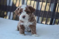 Finn, a male Bichon Frise and Poodle - Miniature  for sale in Carlisle, PA – Photo 3 of 7