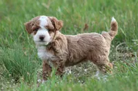 Finn, a male Bichon Frise and Poodle - Miniature  for sale in Carlisle, PA – Photo 6 of 9