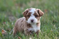 Finn, a male Bichon Frise and Poodle - Miniature  for sale in Carlisle, PA – Photo 5 of 7
