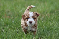 Finn, a male Bichon Frise and Poodle - Miniature  for sale in Carlisle, PA – Photo 8 of 9