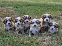 Finn, a male Bichon Frise and Poodle - Miniature  for sale in Carlisle, PA – Photo 9 of 9