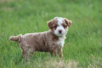 Finn, a male Bichon Frise and Poodle - Miniature  for sale in Carlisle, PA – Photo 4 of 9