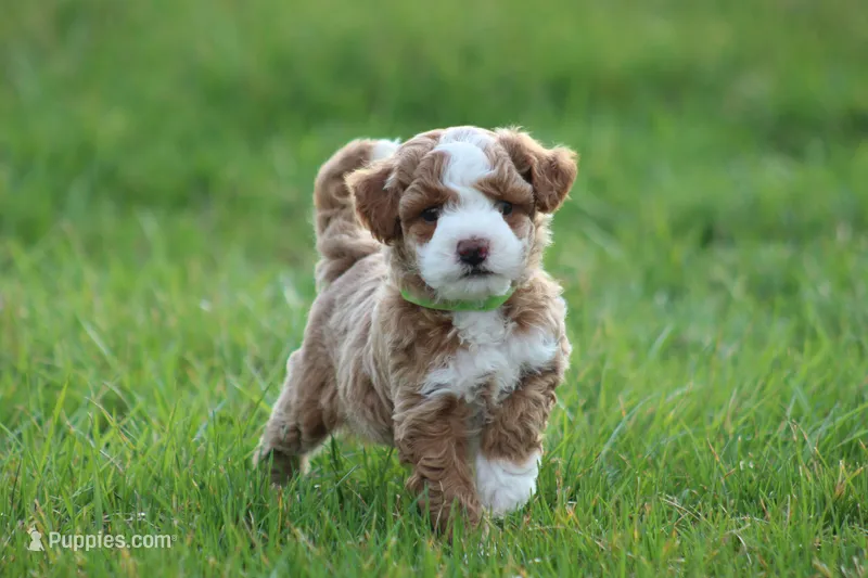 Finn – Bichon Frise, Poodle - Miniature  puppy for sale in Carlisle, PA