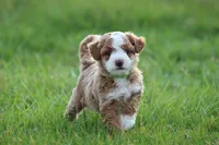 Finn, a male Bichon Frise and Poodle - Miniature  for sale in Carlisle, PA – Photo 2 of 9