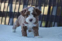 Finn, a male Bichon Frise and Poodle - Miniature  for sale in Carlisle, PA – Photo 4 of 7