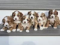 Finn, a male Bichon Frise and Poodle - Miniature  for sale in Carlisle, PA – Photo 7 of 7