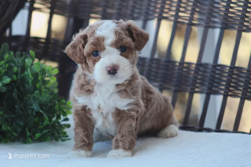 Finn – Bichon Frise, Poodle - Miniature  puppy for sale in Carlisle, PA