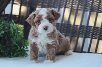 Finn, a male Bichon Frise and Poodle - Miniature  for sale in Carlisle, PA – Photo 1 of 7