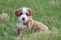 Finn, a male Bichon Frise and Poodle - Miniature  for sale in Carlisle, PA – Photo 3 of 9