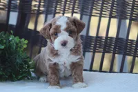 Finn, a male Bichon Frise and Poodle - Miniature  for sale in Carlisle, PA – Photo 2 of 7